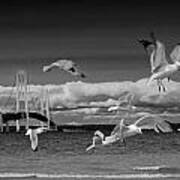 A Flock Of Gulls By The Straits Of Mackinac #1 Art Print