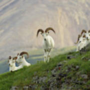 A Group Of Dall Sheep Rams Rest #1 Art Print