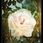 A Rose Is A Rose #1 Art Print