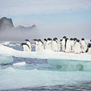 Adelie Penguins On Melting Ice Floe #1 Art Print