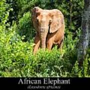 African Elephant #2 Art Print