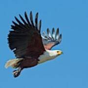 African Fish Eagle In Flight Art Print