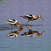 American Avocet At The Grp #2 Art Print