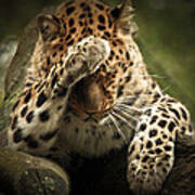 Amur Leopard #1 Art Print