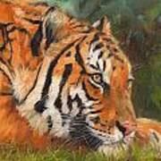 Amur Tiger #3 Art Print