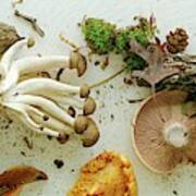 An Assortment Of Mushrooms Art Print