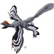Anchiornis Huxleyi Feathered Dinosaur Art Print