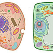 Animal Cell And Plant Cell #1 Art Print