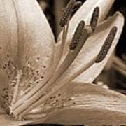 Asiatic Lily Hybrid Named Cote D'azur #1 Art Print