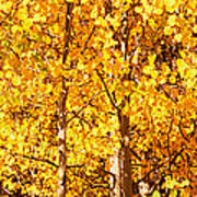Aspen Trees In Autumn, Colorado, Usa #1 Art Print