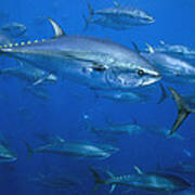 Atlantic Bluefin Tuna School Turkey #1 Art Print
