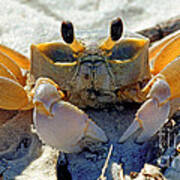 Atlantic Ghost Crab Ocypode Quadrata #1 Art Print