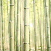 Bamboo Forest #1 Art Print