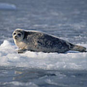 Bearded Seal On Ice Floe Norway #1 Art Print