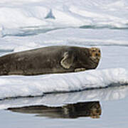 Bearded Seal On Ice Floe Norway #1 Art Print