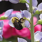 Bee With Blue Wild Indigo #1 Art Print