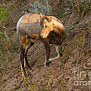 Big Horn Sheep Lamb #1 Art Print