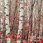 Birches And Beeches #1 Art Print