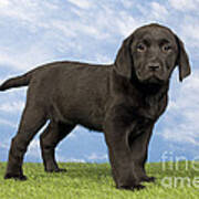 Black Labrador Puppy Dog #1 Art Print