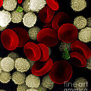 Blood Cells Art Print