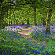 Bluebell Woods Walk Art Print