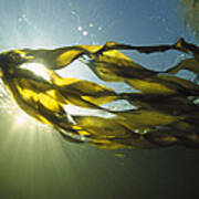 Bull Kelp Nereocystis Luetkeana #2 Art Print