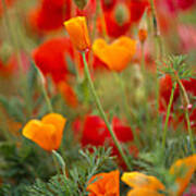 California Golden Poppies Eschscholzia #1 Art Print