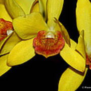 Cattleya Orchid #1 Art Print