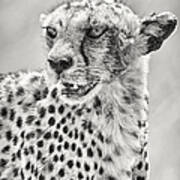 Cheetah #1 Art Print