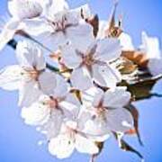 Cherry Tree Blossoms Close Up #1 Art Print