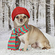 Chihuahua In Winter #1 Art Print