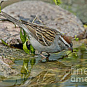 Chipping Sparrow #1 Art Print