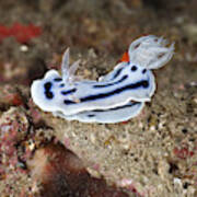 Chromodorid Nudibranch #1 Art Print