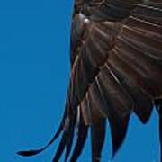 Close-up Of An American Bald Eagle In Flight #4 Art Print