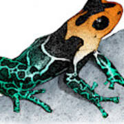 Crowned Poison Frog #1 Art Print