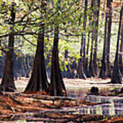 Cypress Bend #2 Art Print