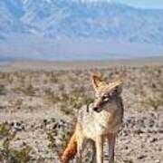 Desert Coyote Art Print