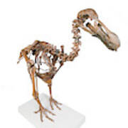 Dodo Skeleton #1 Art Print