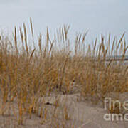 Dune Grass #1 Art Print