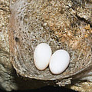 Edible-nest Swiftlet Nest With Eggs #1 Art Print