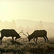 Elks Sparring Yellowstone Np Wyoming #1 Art Print