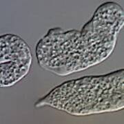 Entamoeba Histolytica Protozoa #1 Art Print