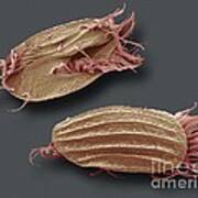 Euplotes Protozoa, Sem #1 Art Print