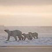 Female Polar Bear With A Pair Of Cubs #1 Art Print