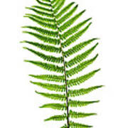 Fern Leaf Art Print