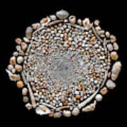 Foraminifera From Challenger Expedition #1 Art Print