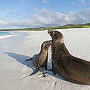 Galapagos Sealions On Beach Galapagos #1 Art Print