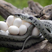 Grass Snake Playing Dead Jigsaw Puzzle by M. Watson - Pixels Puzzles