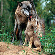 Gray Wolf With Pup #1 Art Print