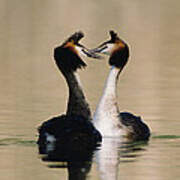 Great Crested Grebes Courting #2 Art Print